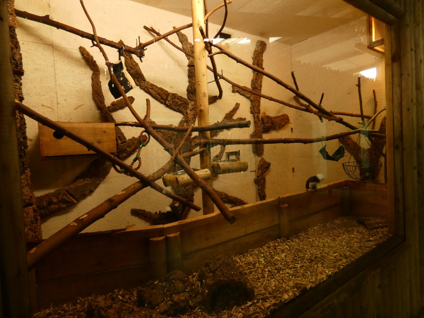 Cotton-top Tamarin enclosure