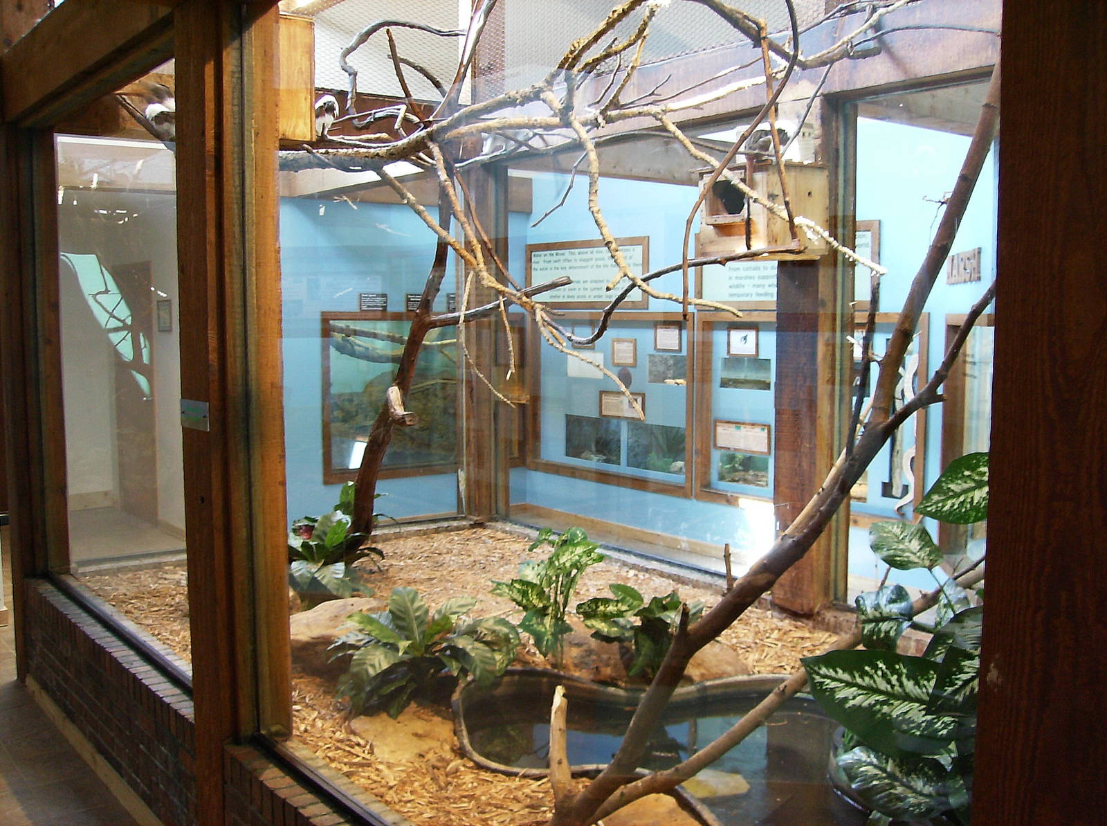 Cotton Top Tamarin Enclosure