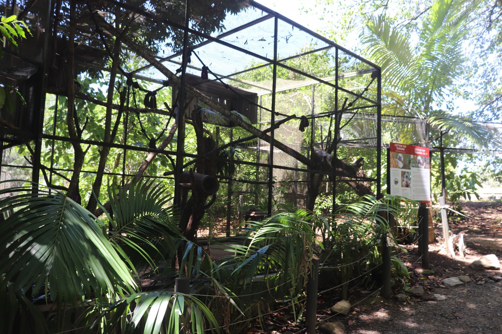 Cotton-top Tamarin Enclosure