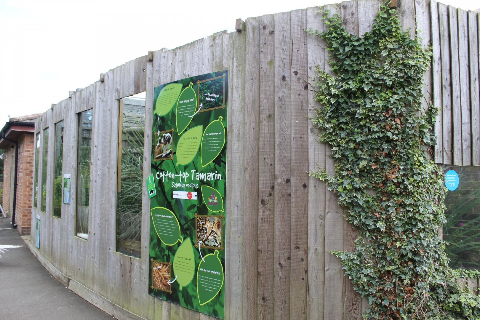Cotton-top tamarin enclosure