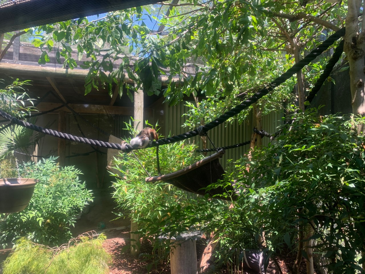 Cotton-top Tamarin Enclosure
