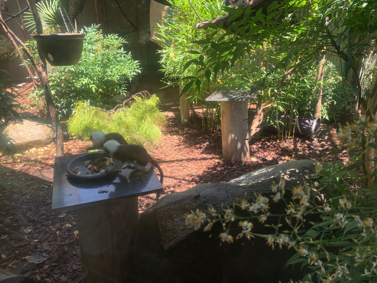 Cotton-top Tamarin Enclosure