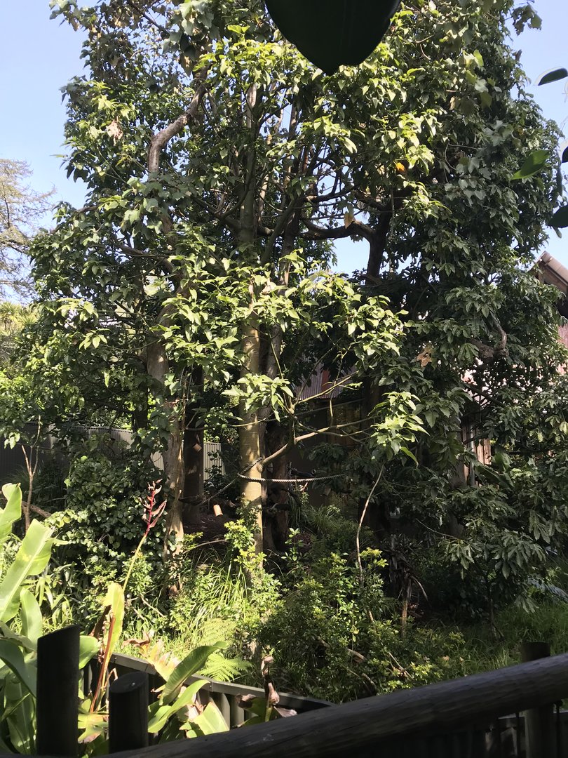 Cotton Top Tamarin enclosure