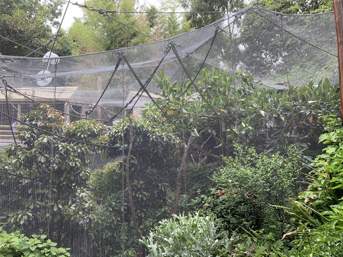 Cotton-top Tamarin Enclosure