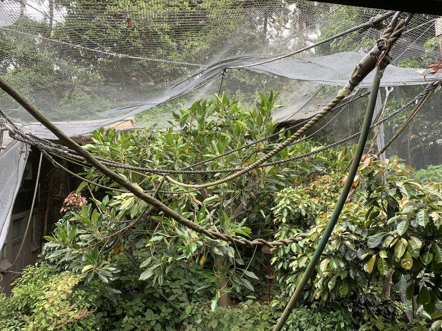 Cotton-top Tamarin Enclosure