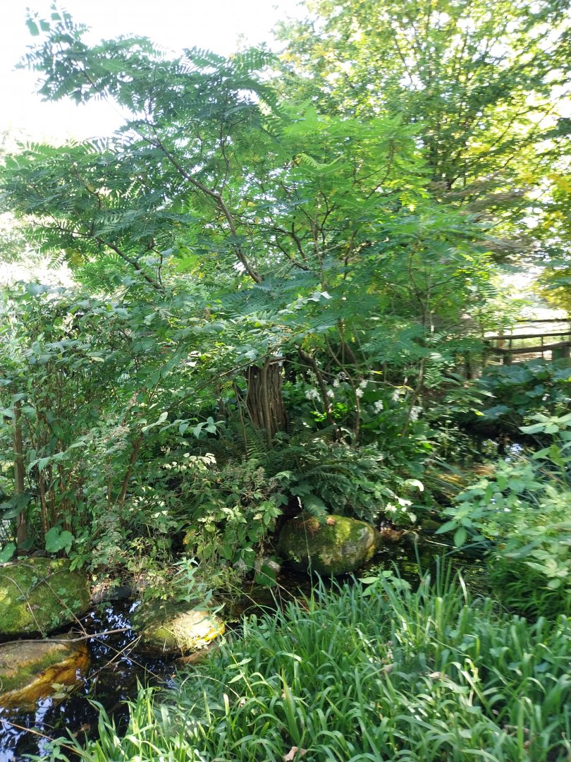 Cotton-top tamarin enclosure
