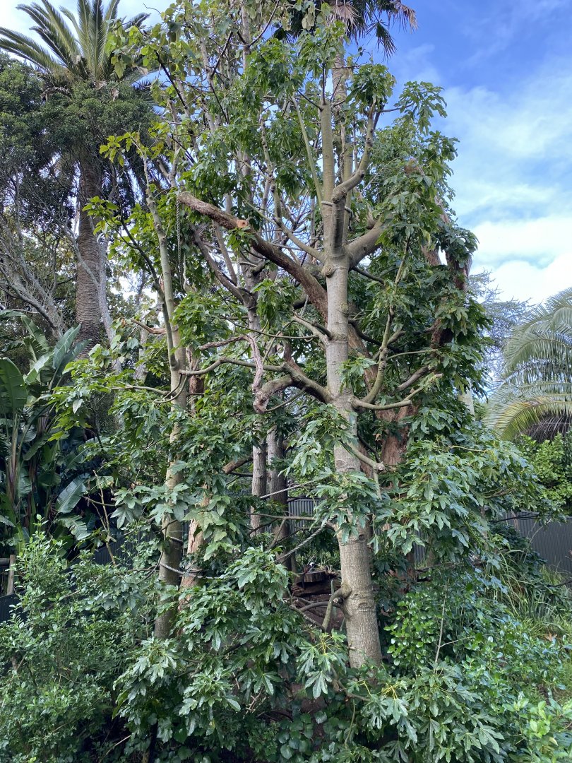 Cotton Top Tamarin enclosure
