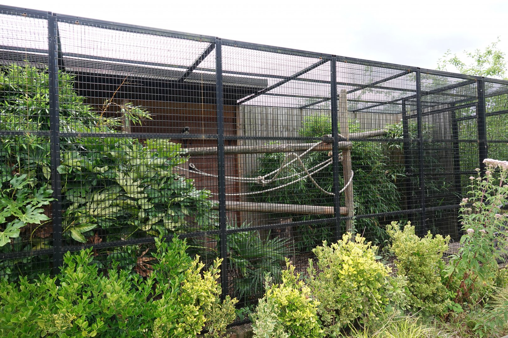 Cotton-top tamarin enclosure