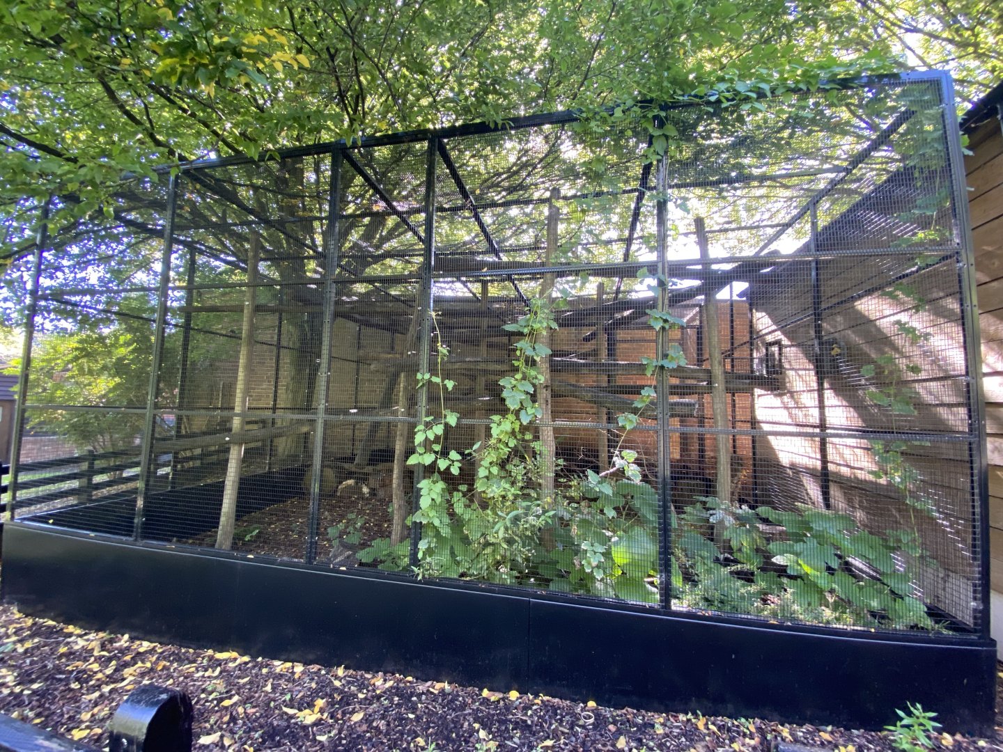 Cotton top tamarin enclosure
