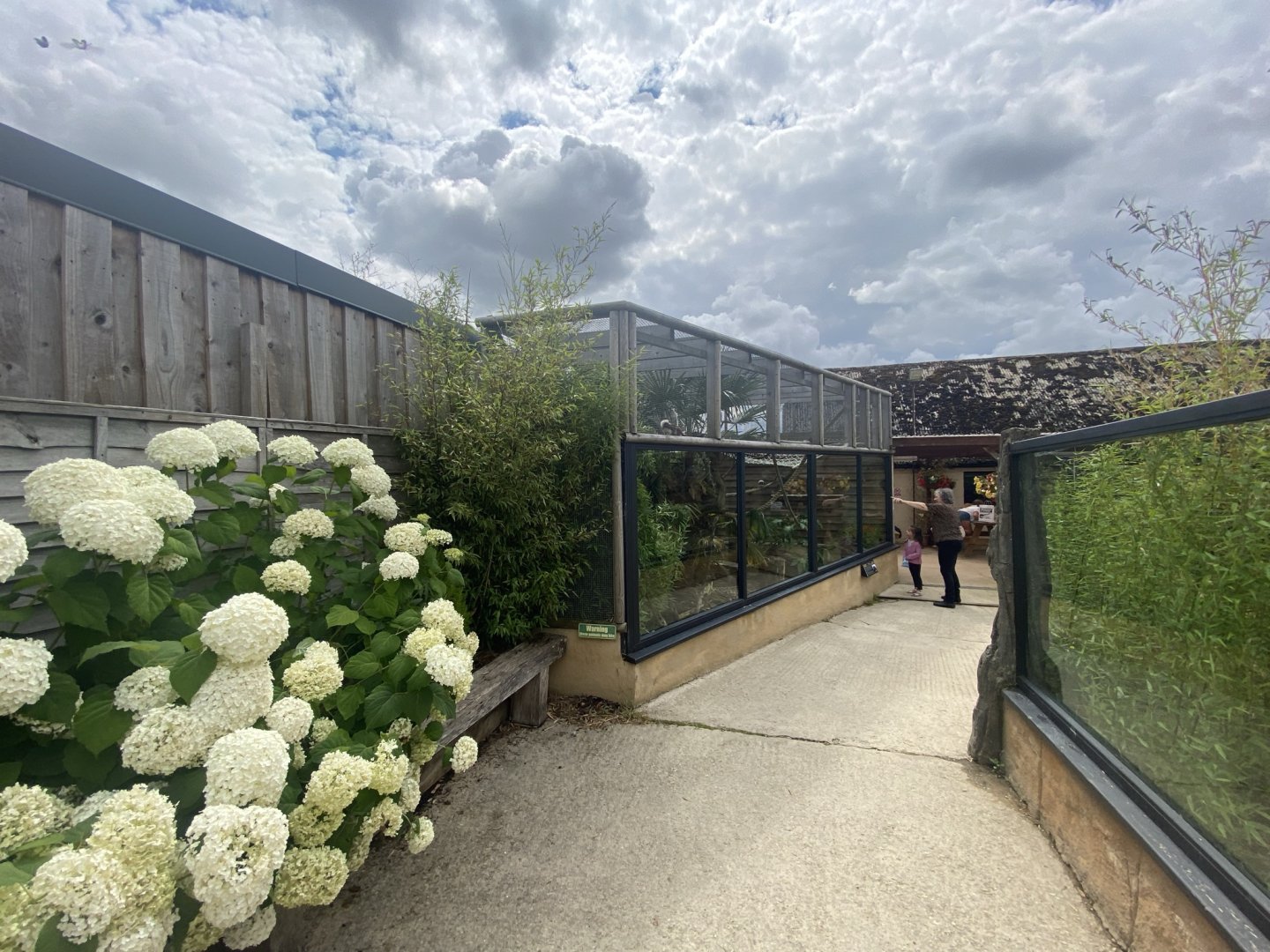 Cotton-top tamarin exhibit 020821
