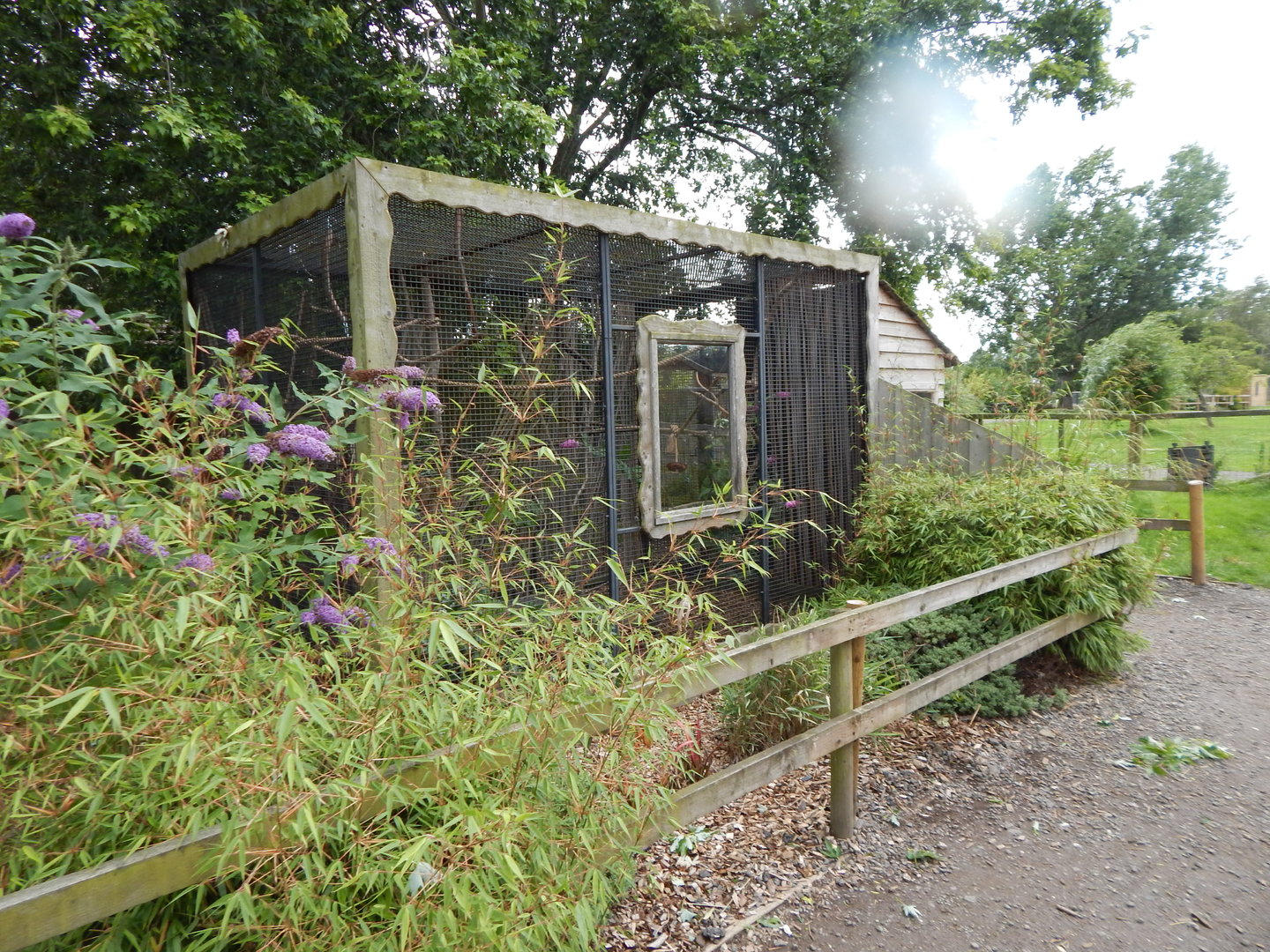 Cotton-top tamarin exhibit 150723