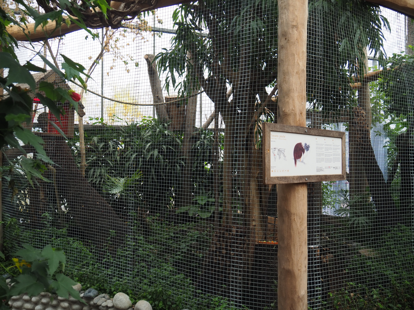 Cotton-top tamarin exhibit, 2020-09-03
