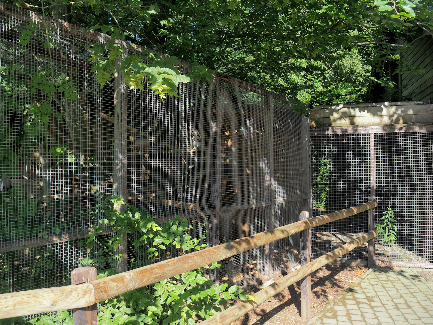 Cotton-top tamarin exhibit, 2023-06-24