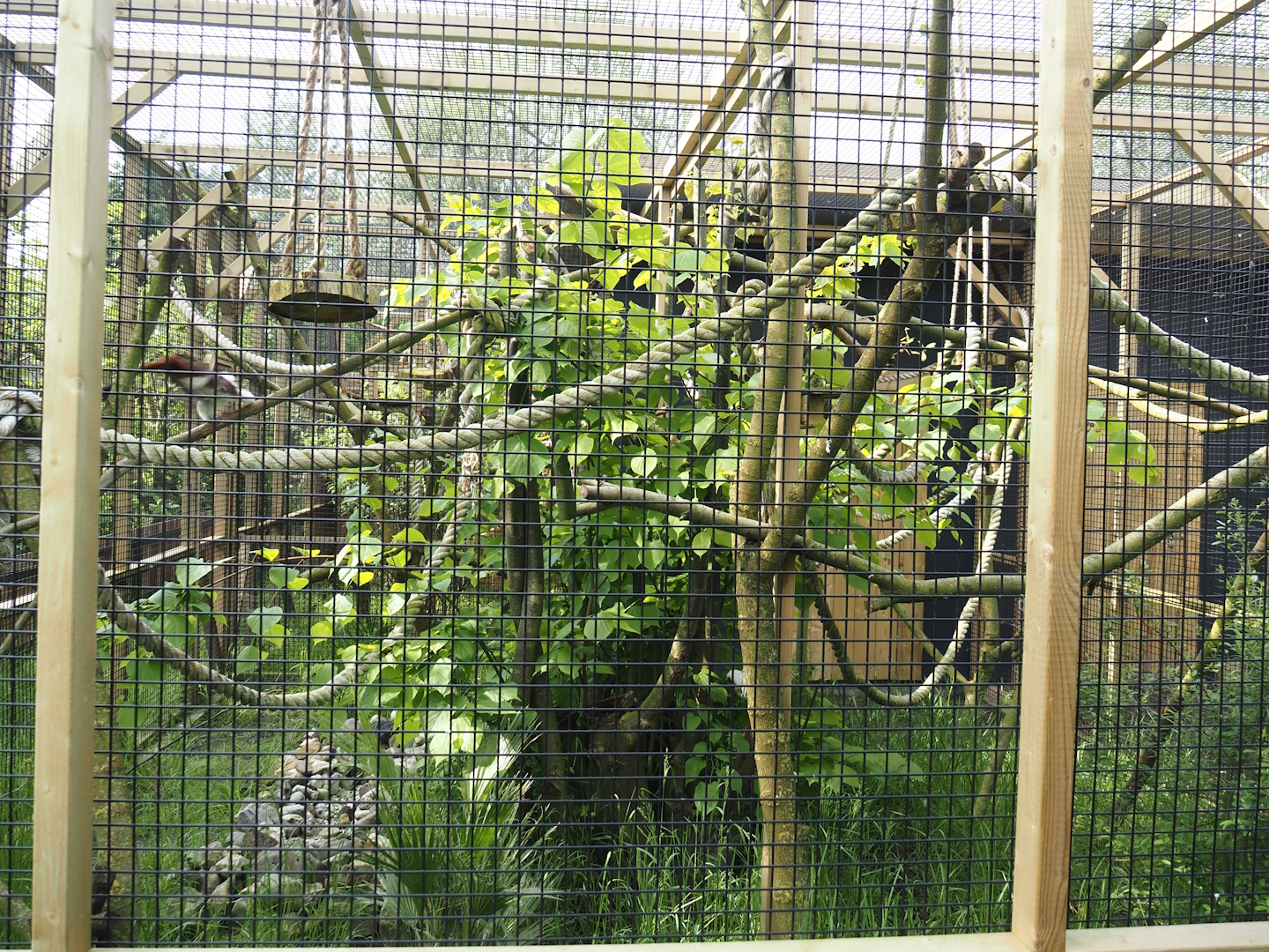 Cotton-top tamarin exhibit, 2024-05-11