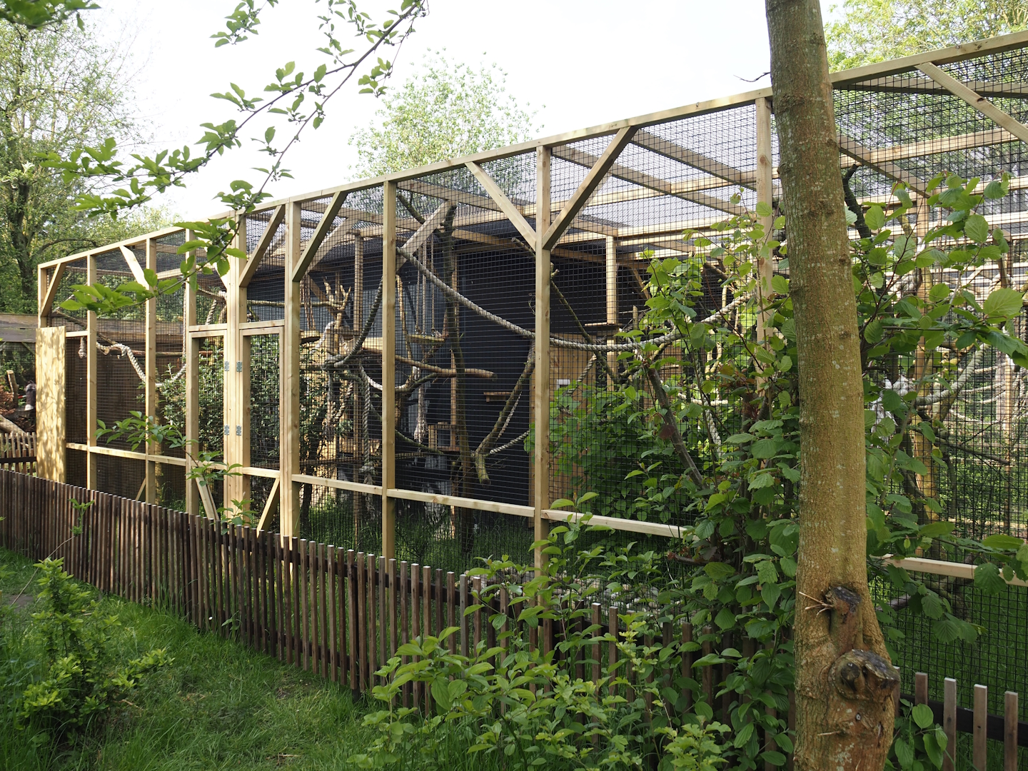 Cotton-top tamarin exhibit, 2024-05-11