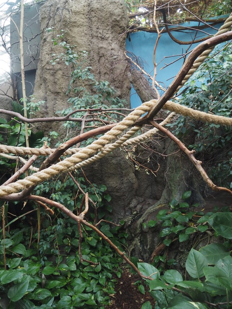 Cotton-top tamarin exhibit, 2024-06-30