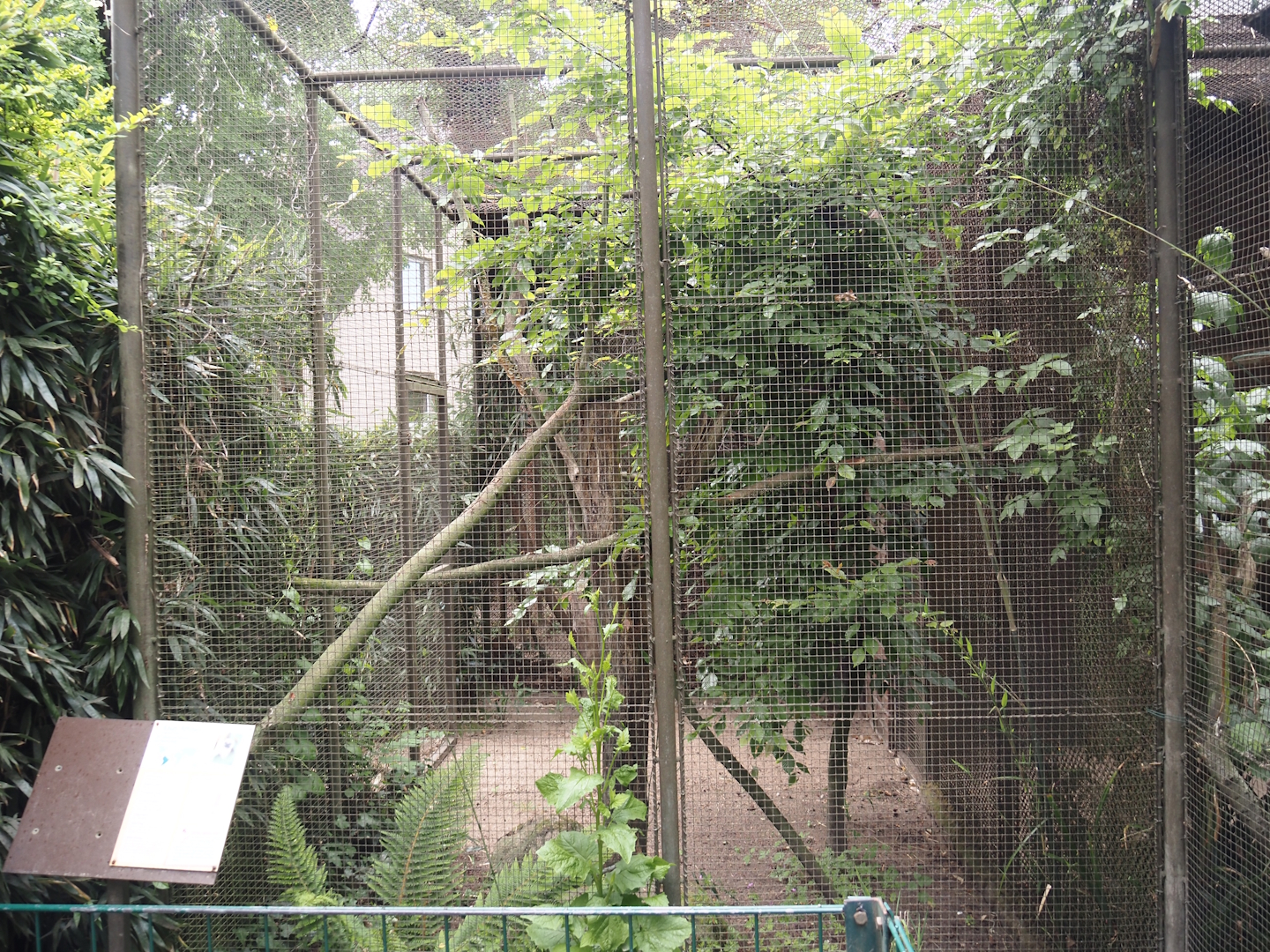 Cotton-top tamarin exhibit, 2025-05-22