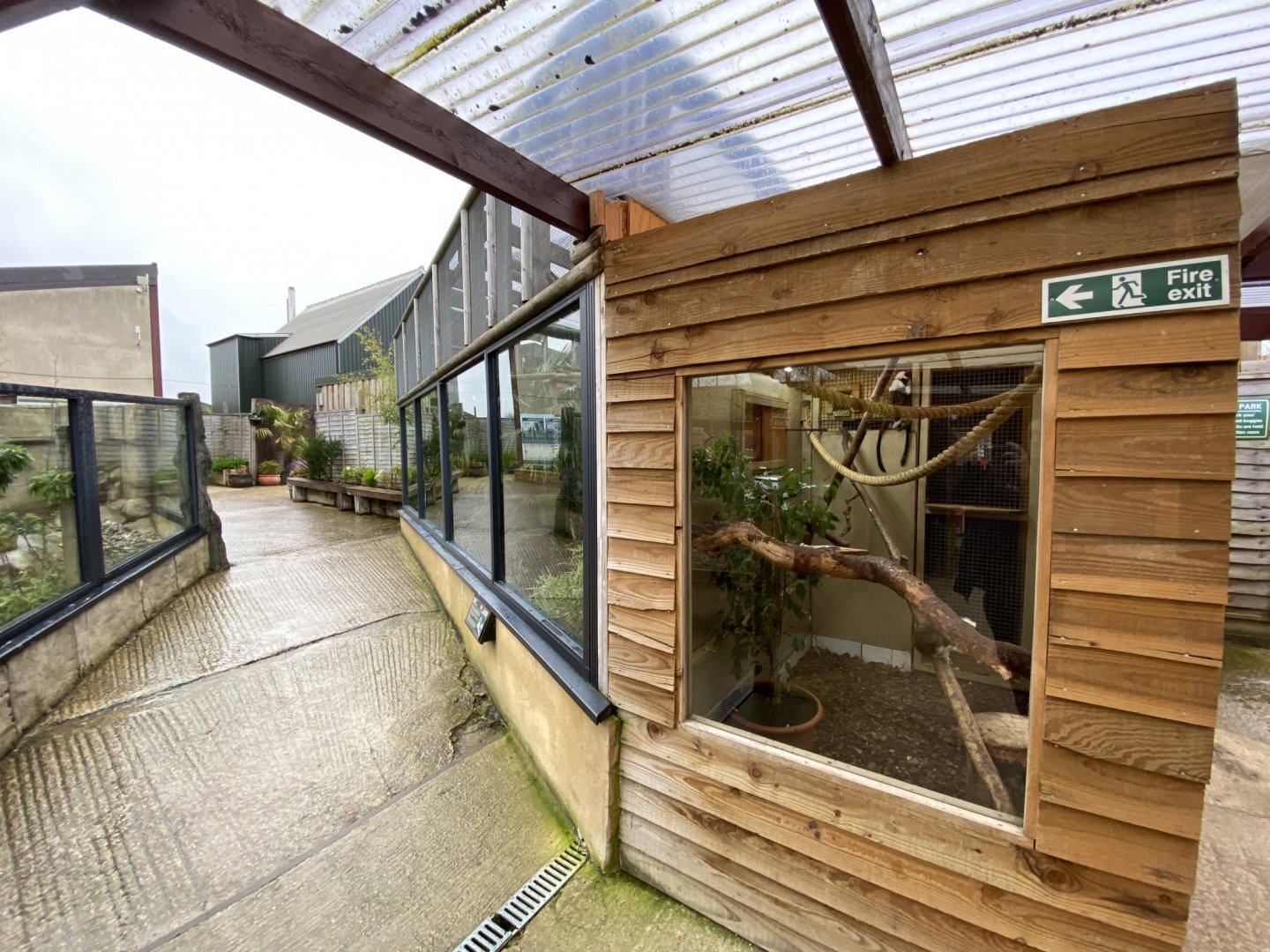 Cotton-top tamarin exhibit 231119