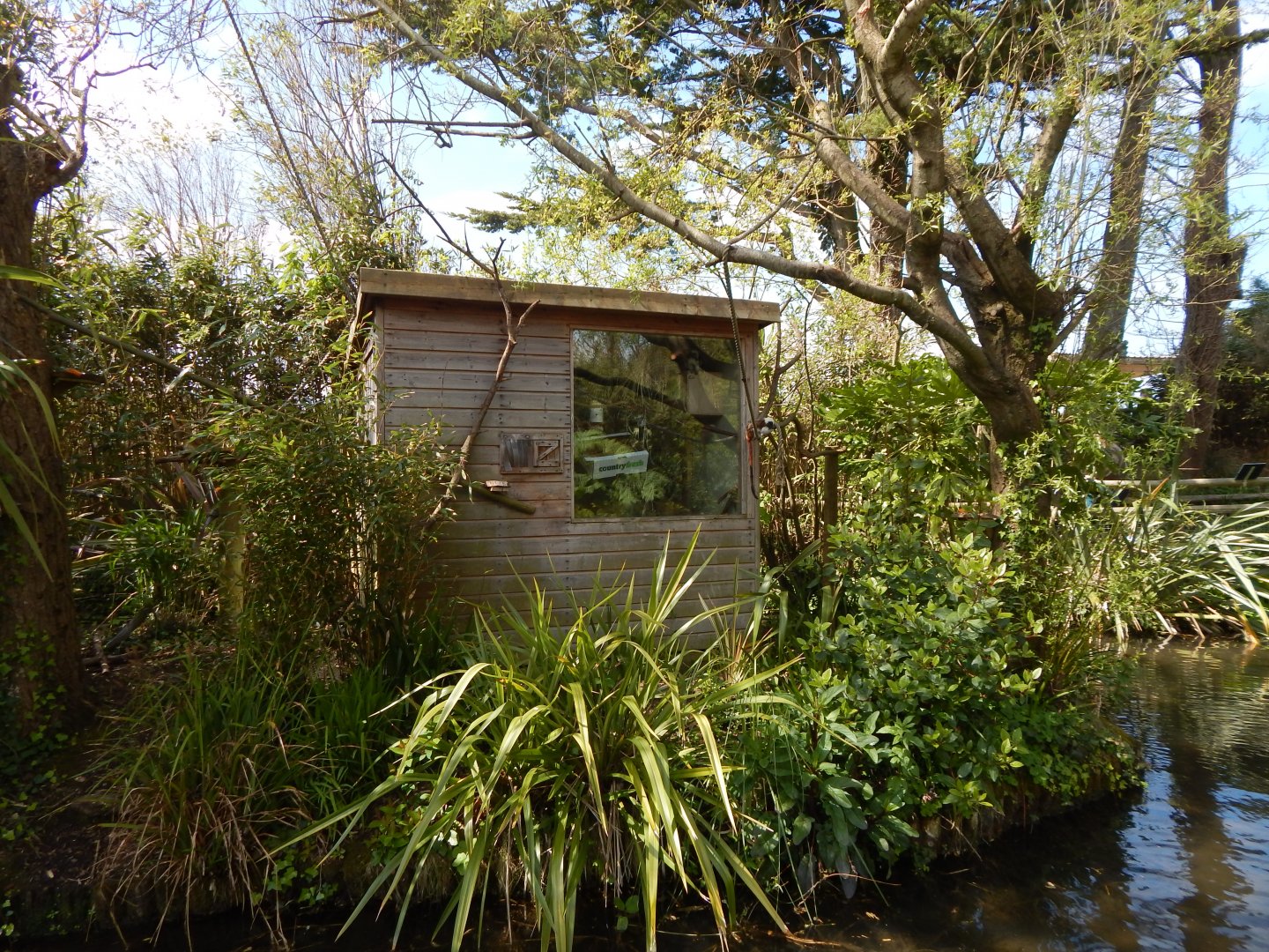 Cotton-top tamarin exhibit 240424