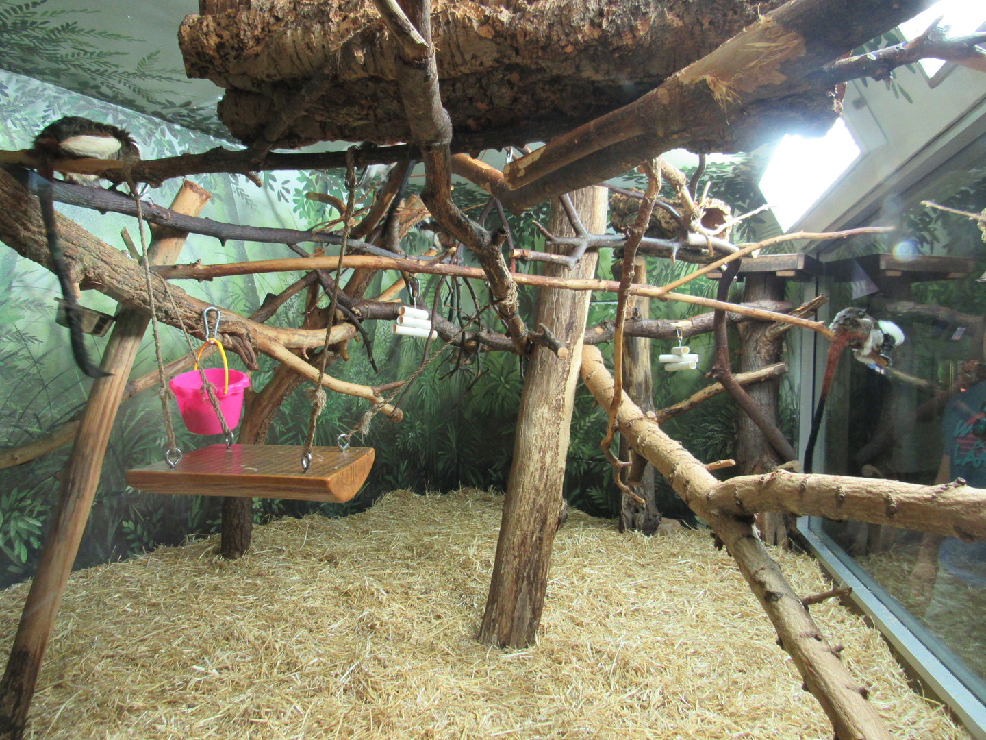 Cotton-top Tamarin Exhibit - 6/18/23