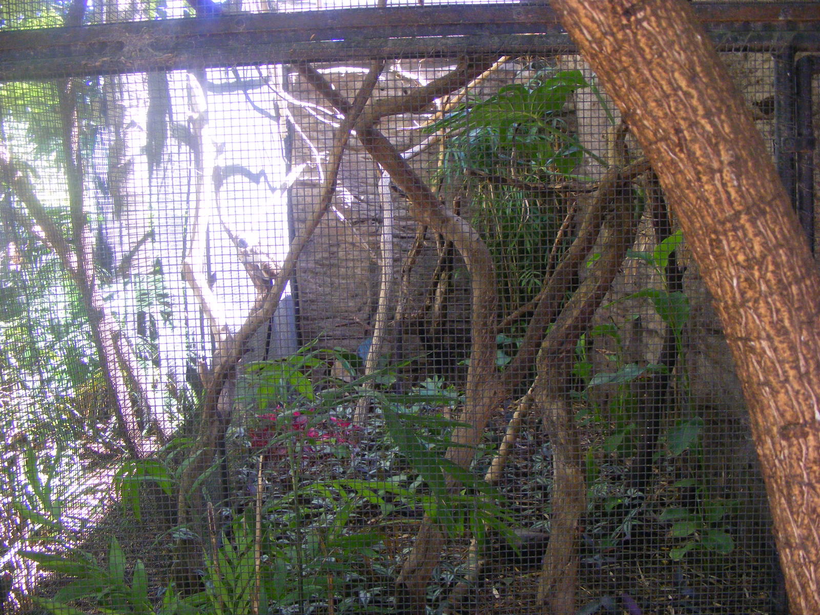 Cotton-top Tamarin Exhibit - April, 2010