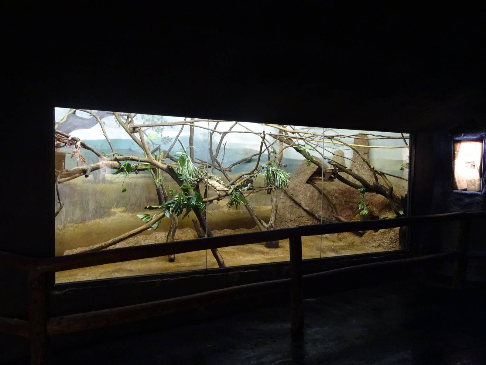 Cotton-top Tamarin Exhibit at Busch Gardens Tampa