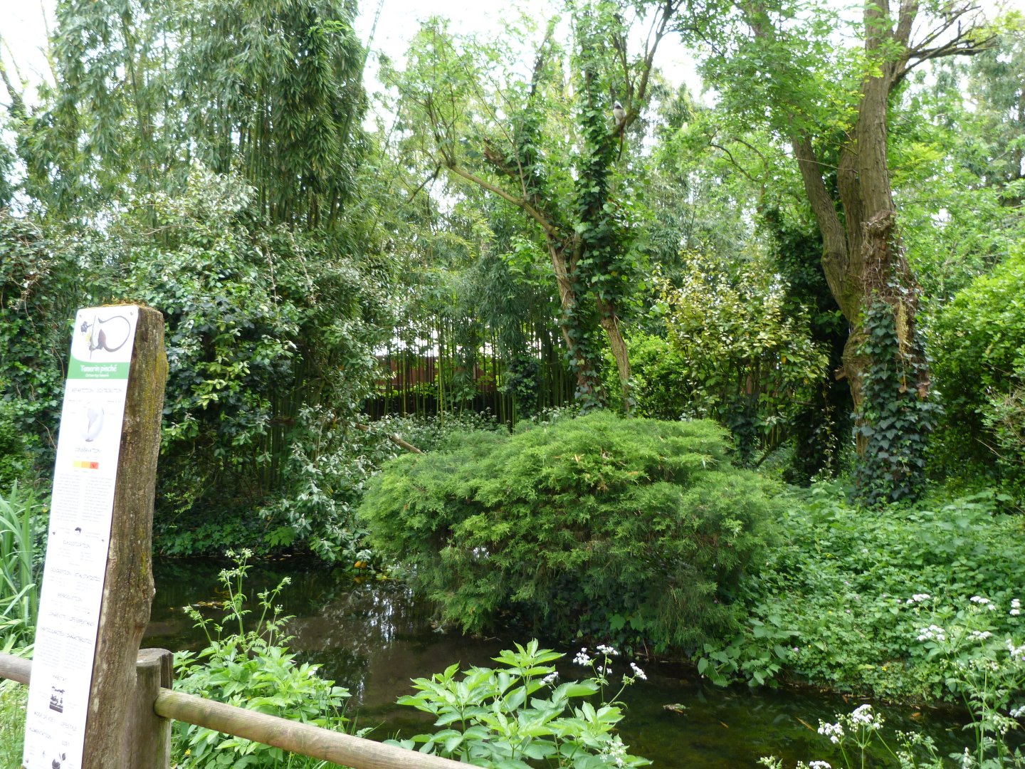 Cotton-top tamarin exhibit -Bioparc de Doué la Fontaine (2025)