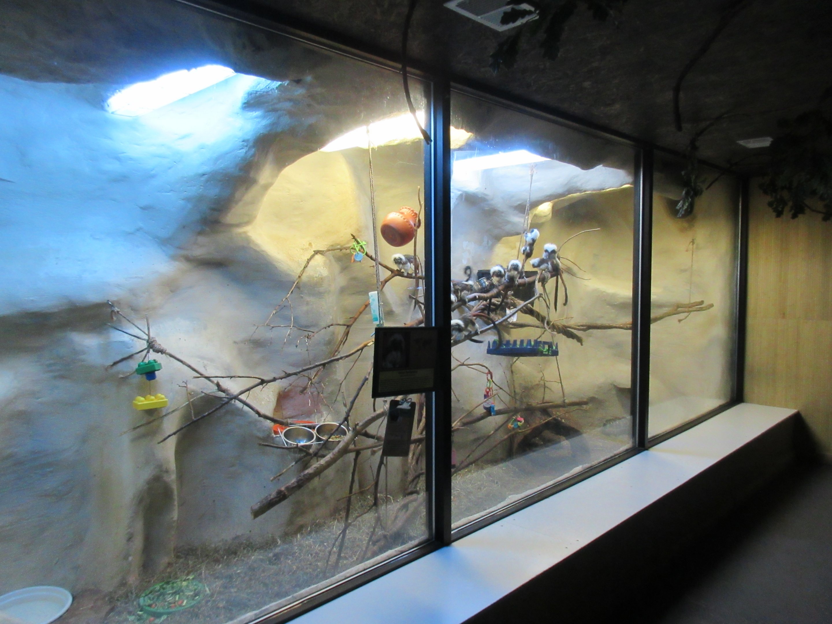 Cotton-top Tamarin Exhibit (in Reptile House)