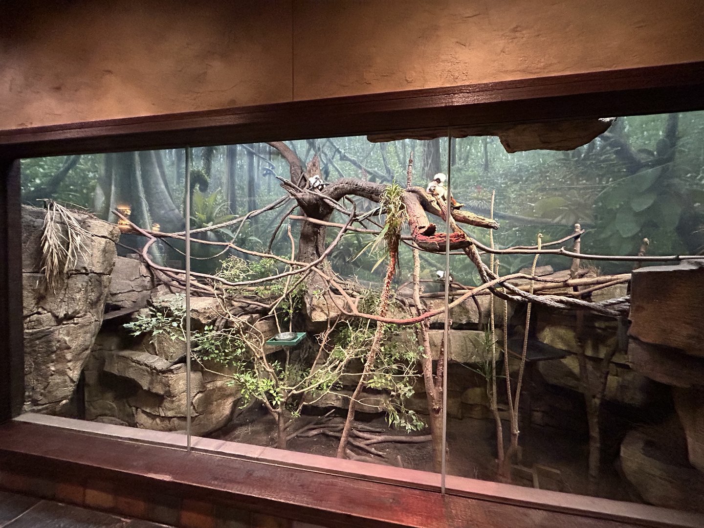Cotton-top Tamarin Exhibit in Restroom