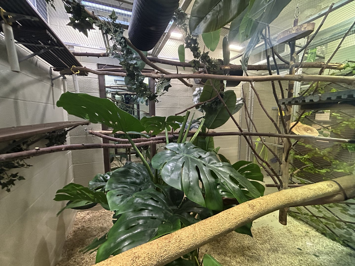 Cotton-top Tamarin Exhibit in Restroom