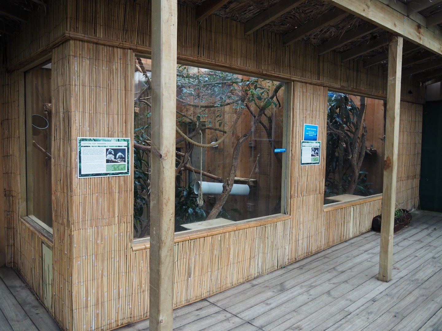 Cotton-top Tamarin Exhibit - July 2017
