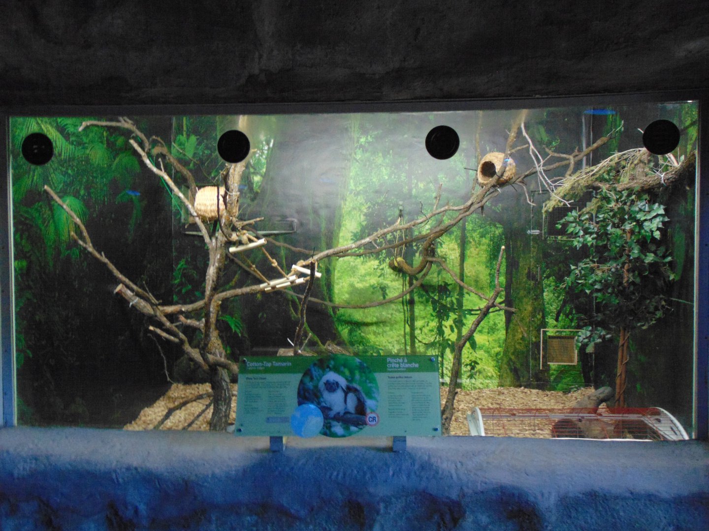 Cotton-top Tamarin exhibit - new background