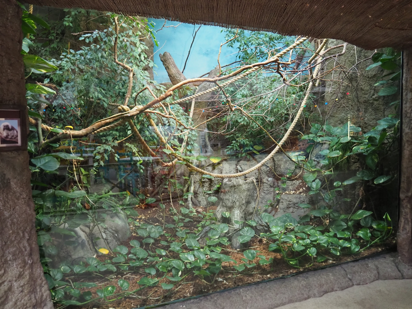 Cotton-top tamarin exhibit (Nov 10th, 2018)