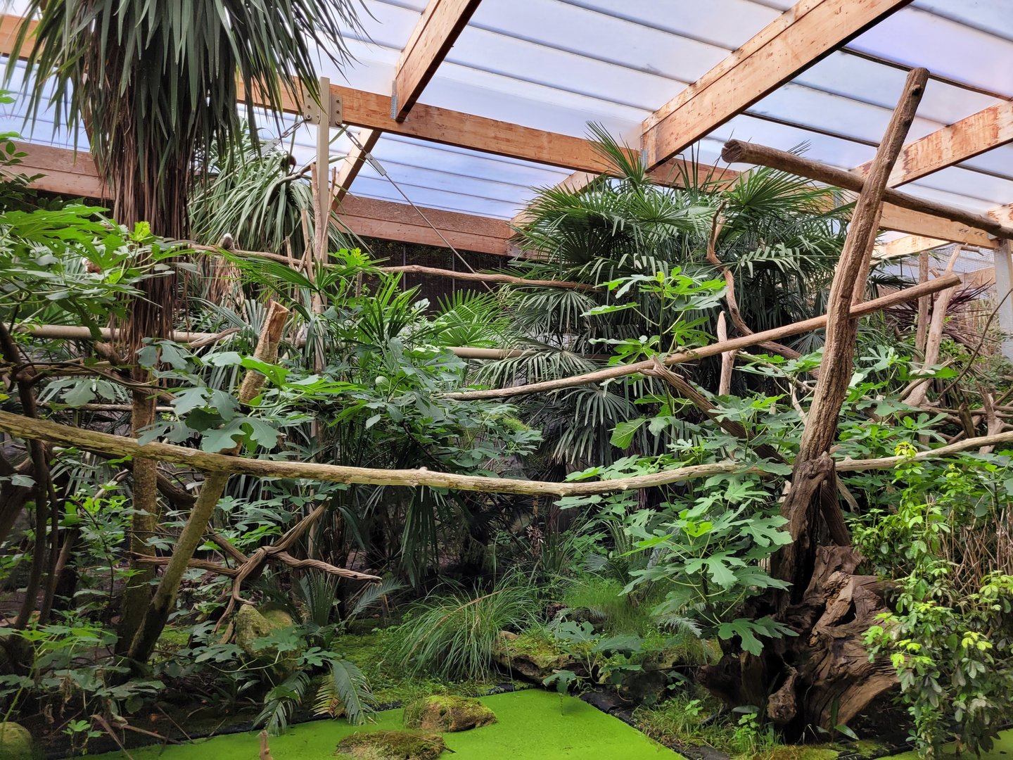 Cotton-top tamarin exhibit -Parc Animalier des Pyrénées (2023)
