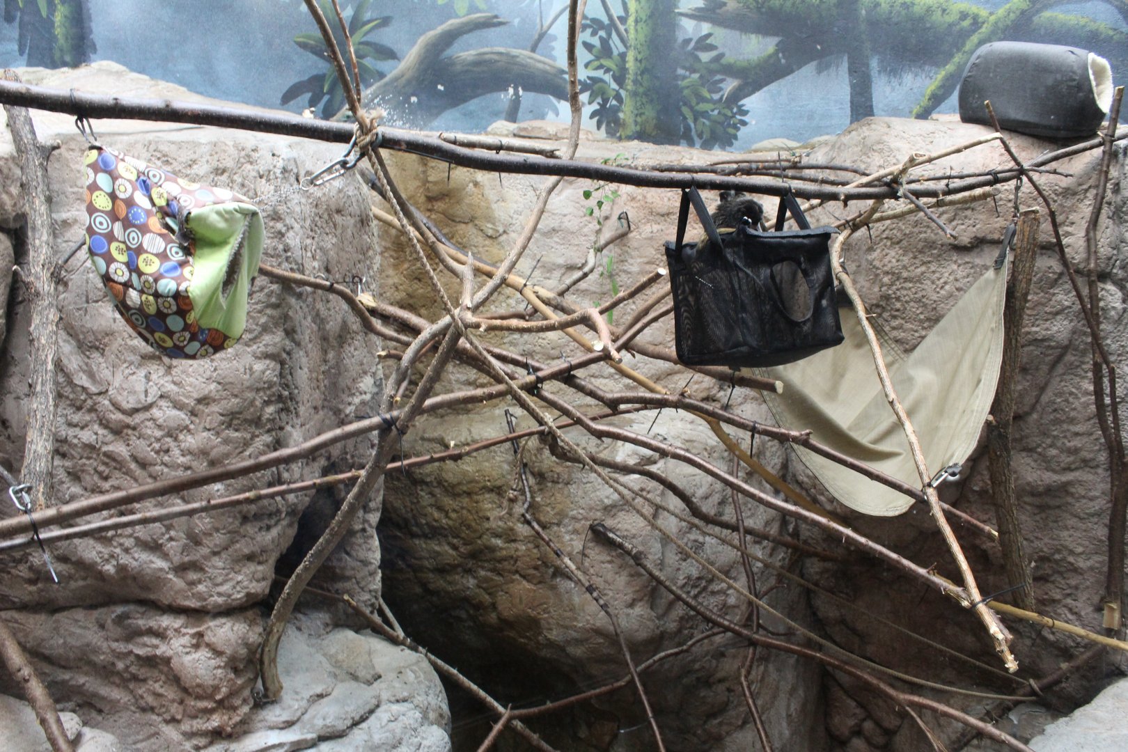 Cotton Top Tamarin Exhibit - Primate House