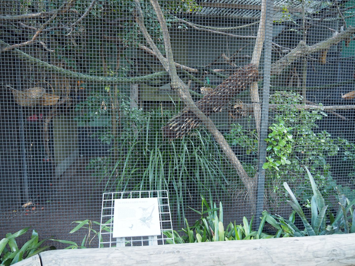 Cotton-top Tamarin Exhibit with Inaccurate Signage - 13/5/2017