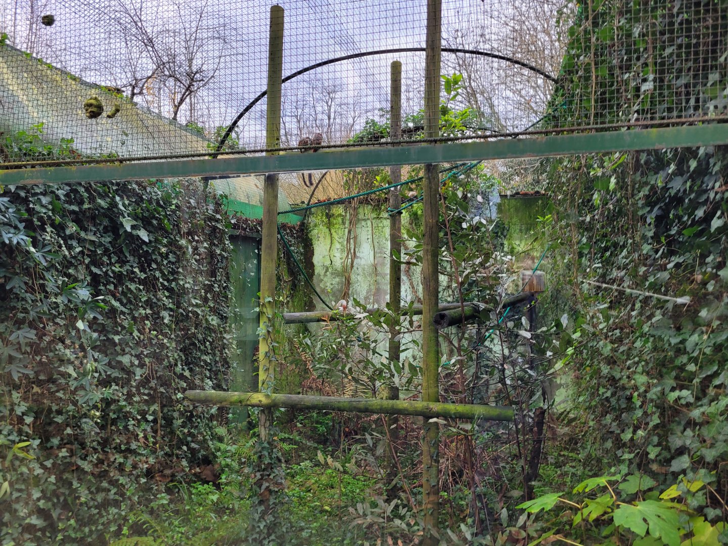 Cotton-top tamarin exhibit -Zoo de Santillana del Mar (2023)