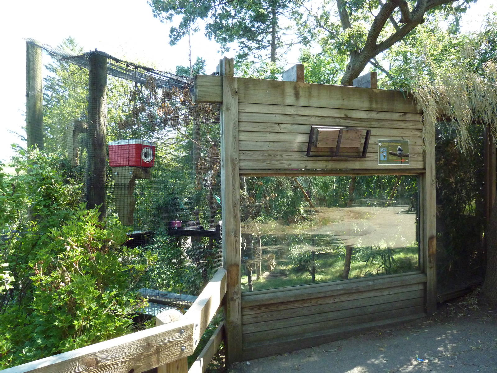 Cotton-Top Tamarin Exhibit