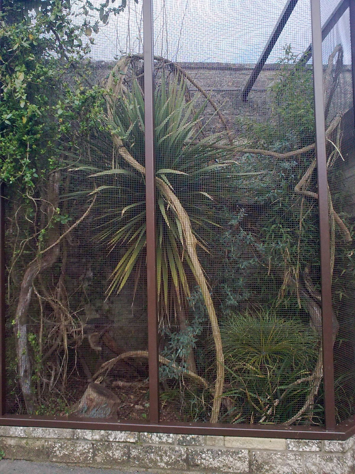 Cotton-top Tamarin Exhibit