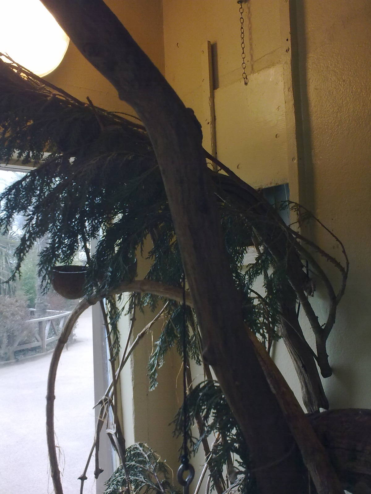 Cotton-top Tamarin Exhibit