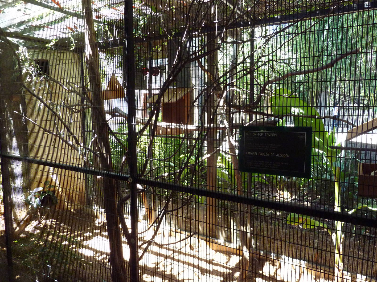 Cotton Top Tamarin Exhibit