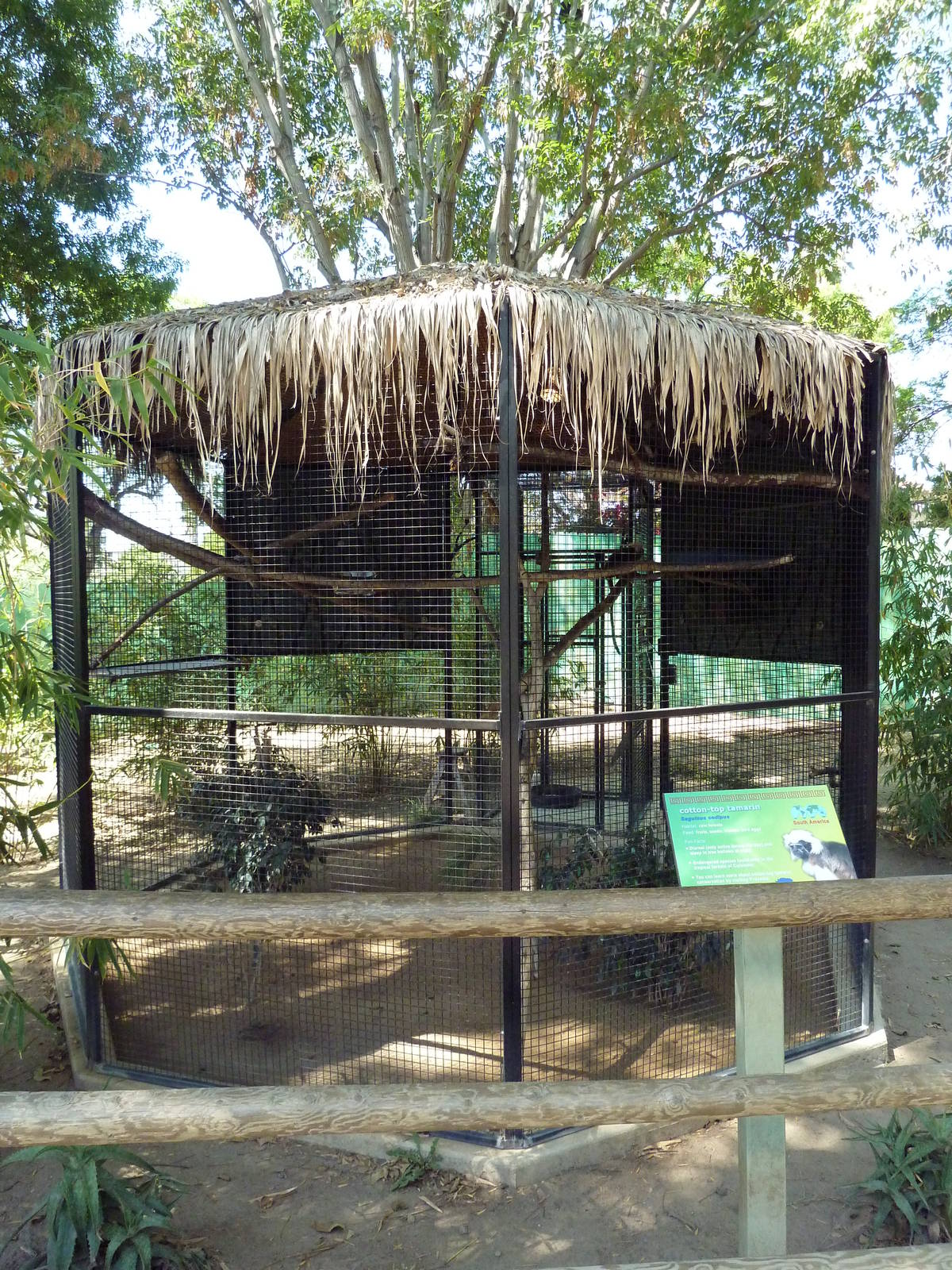 Cotton-Top Tamarin Exhibit