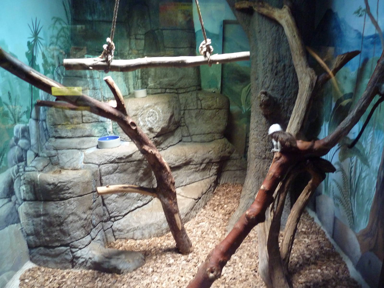Cotton-Top Tamarin Exhibit