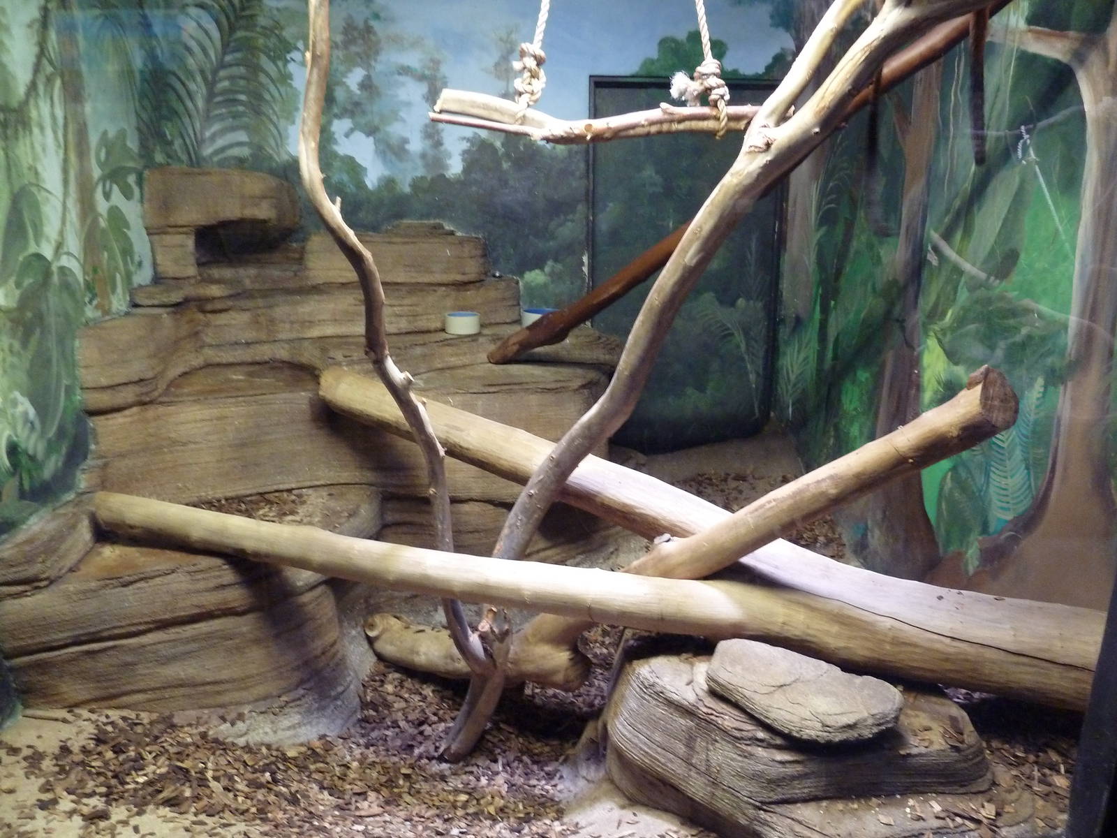 Cotton-Top Tamarin Exhibit