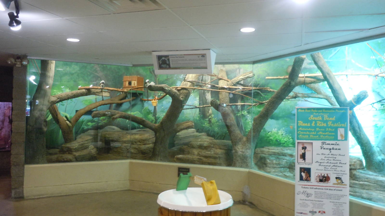 Cotton Top Tamarin exhibit
