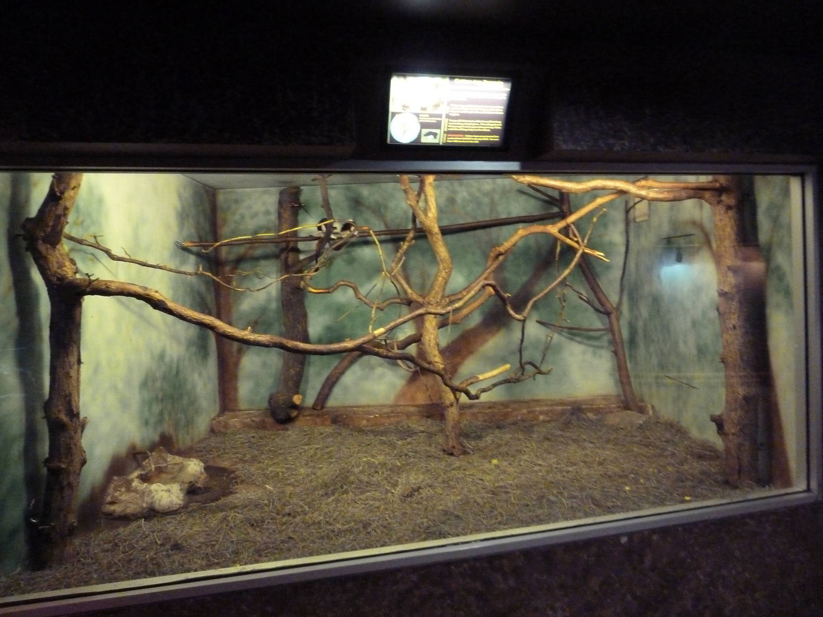 Cotton-Top Tamarin Exhibit