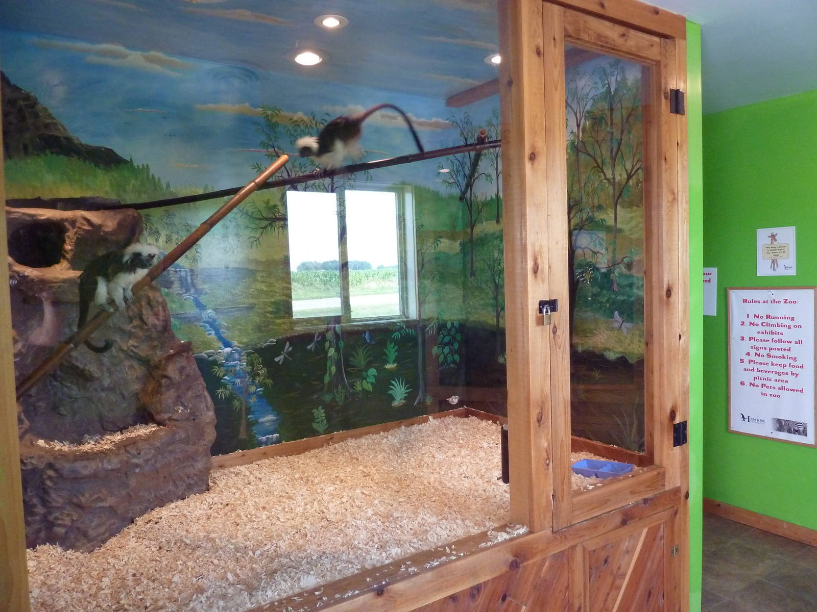 Cotton-Top Tamarin Exhibit