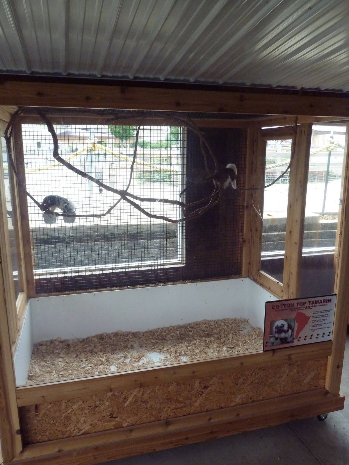 Cotton-Top Tamarin Exhibit