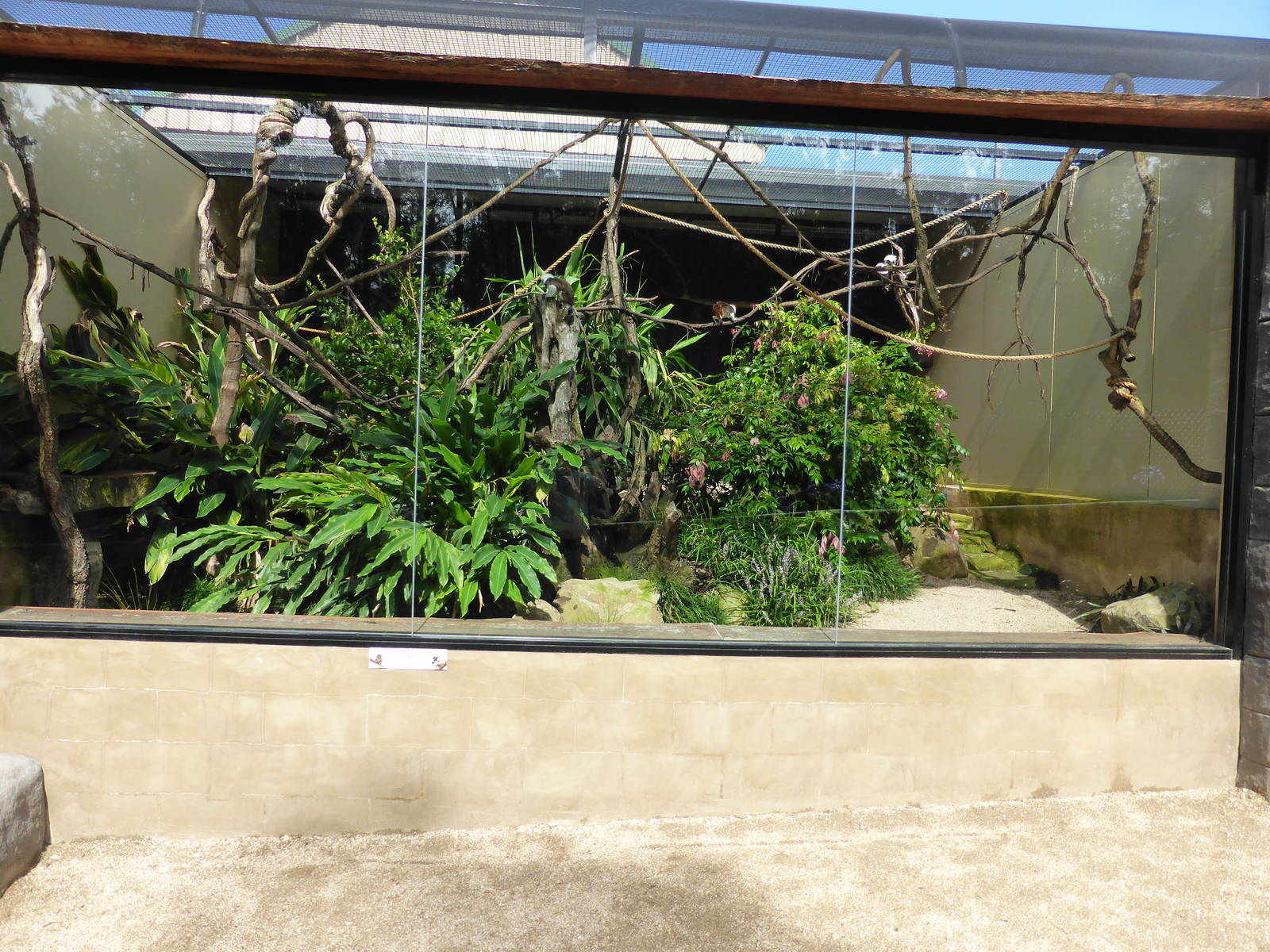 Cotton Top Tamarin exhibit