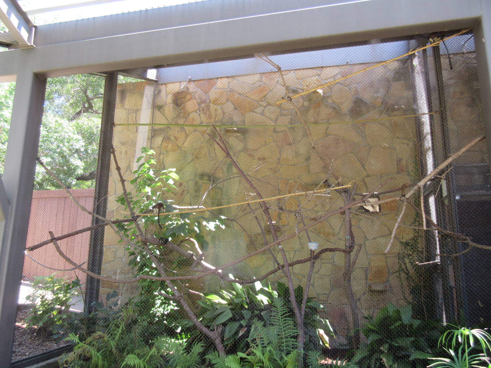 Cotton-Top Tamarin Exhibit